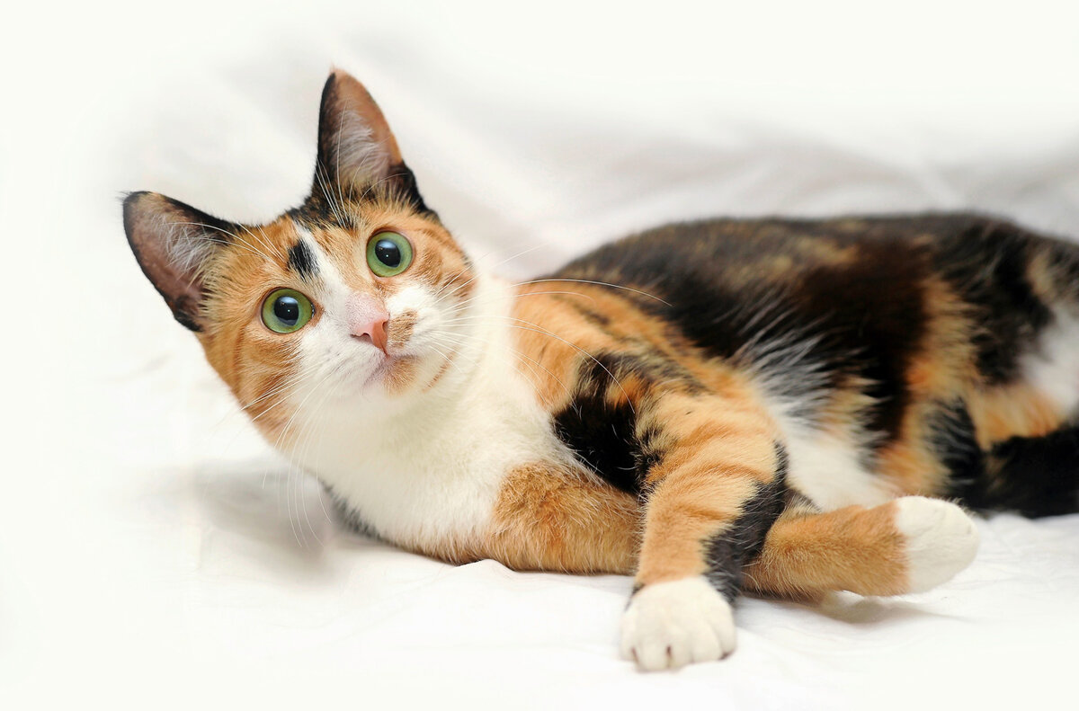 Известно что трехшерстные кошки. Американская короткошерстная кошка трехцветная. Черепаховая кошка Калико. Трехцветная черепаховая кошка. Европейская короткошерстная кошка черепаховая.