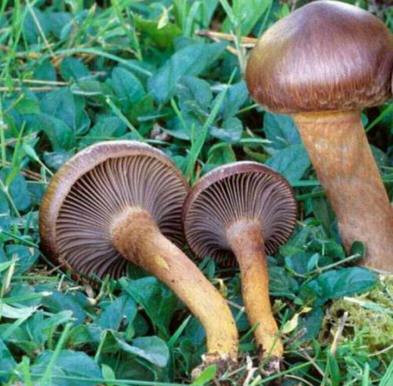 Фото из семейного архива автора