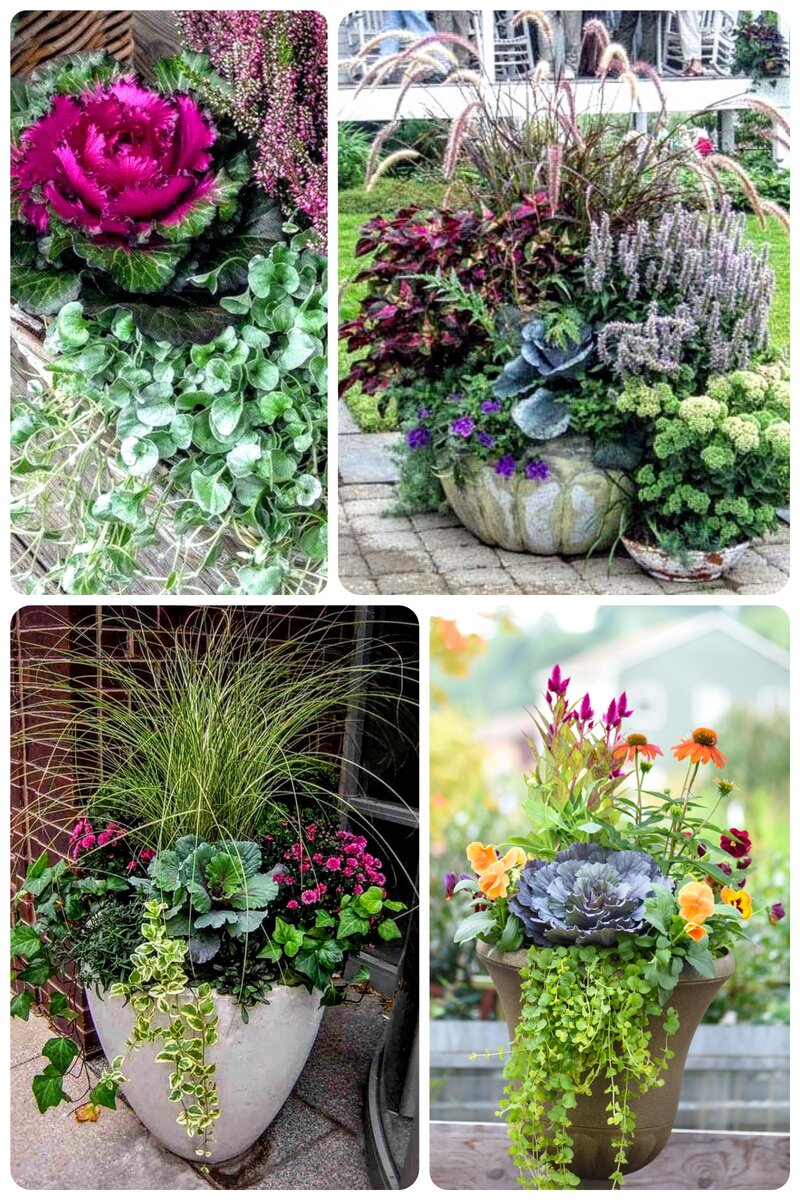 Структурные растения - хорошая компания капустам-цветкам