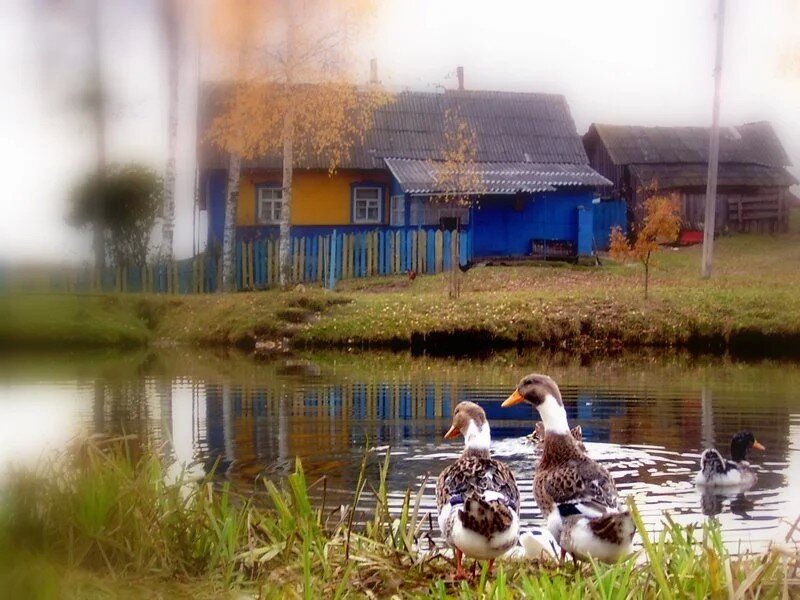 Красивая жизнь в деревне