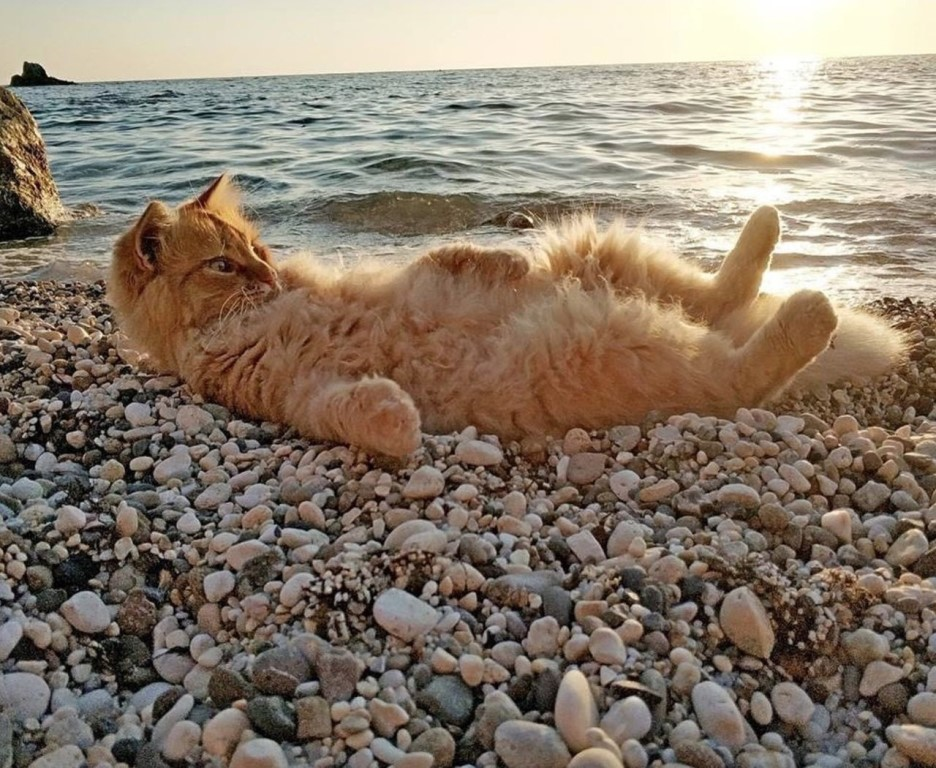 www.pinterest.ru