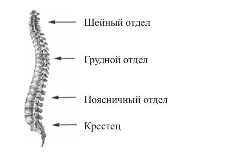 Основные отделы позвоночника