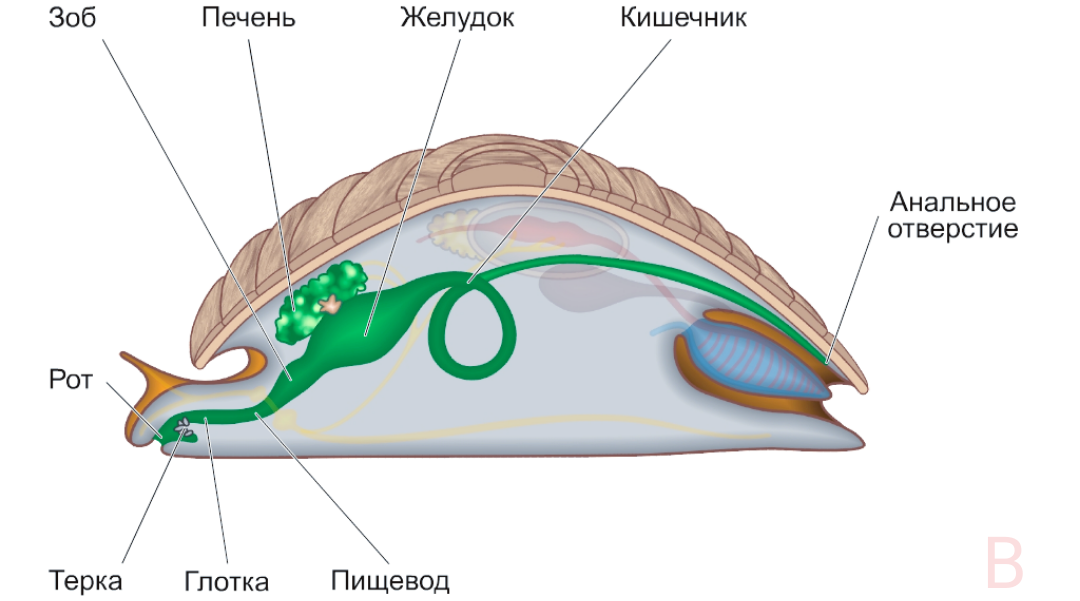 Первичная полость тела у моллюсков. Пищеварительная система брюхоногих моллюсков. Брюхоногие моллюски строение. Строение пищеварительной системы брюхоногих моллюсков. Дыхательное отверстие у брюхоногих моллюсков.