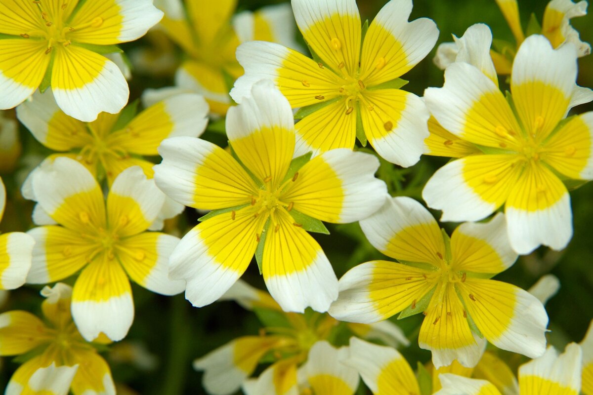 Limnanthes douglasii