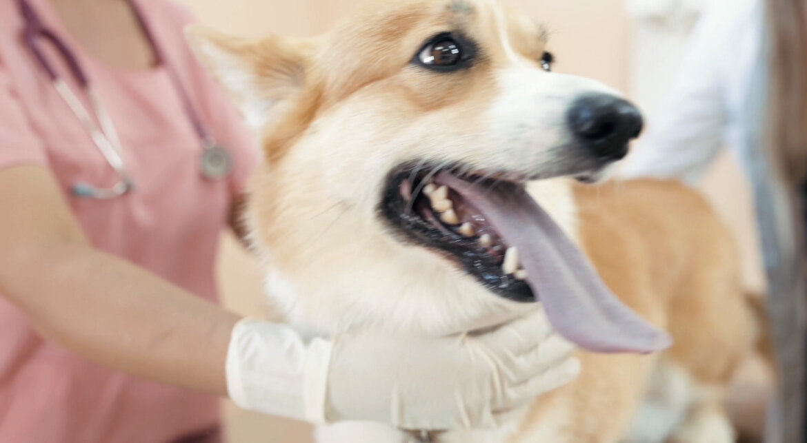 Все фото принадлежат Дзен-каналу «Помурчим»