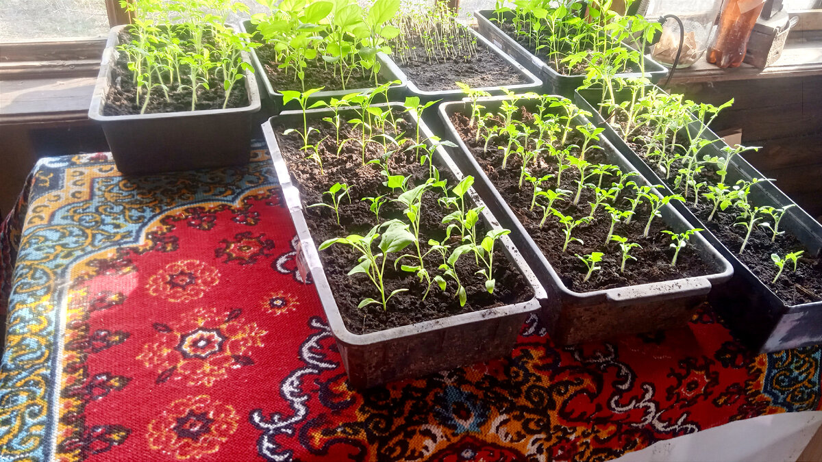 Это часть посадок, которая закаливается на веранде