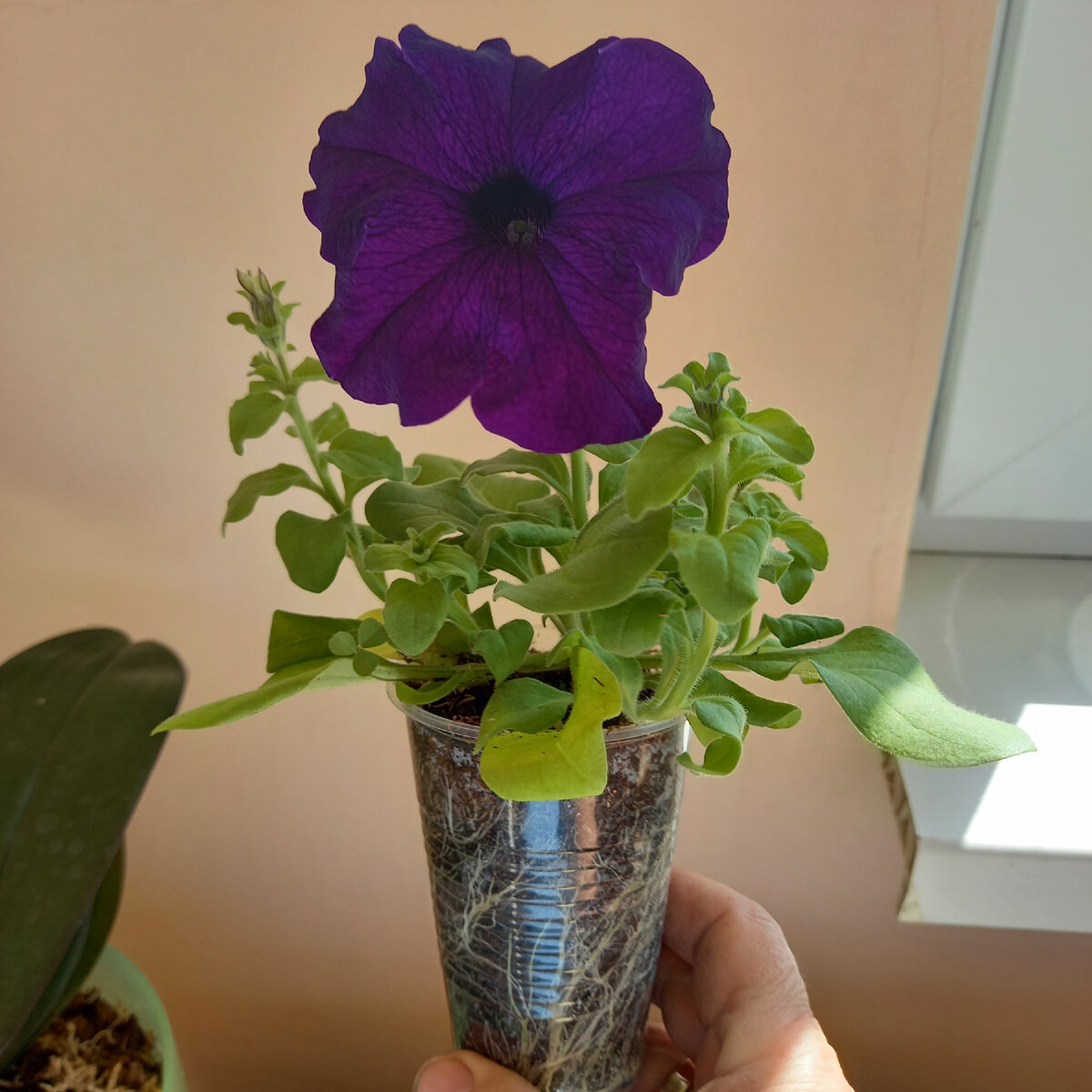 Мои красавицы