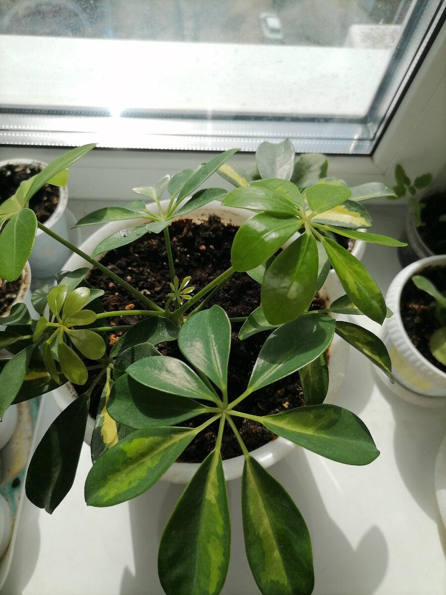 Schefflera Taiwaniana