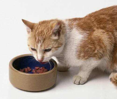 повышенный аппетит у кота причины
