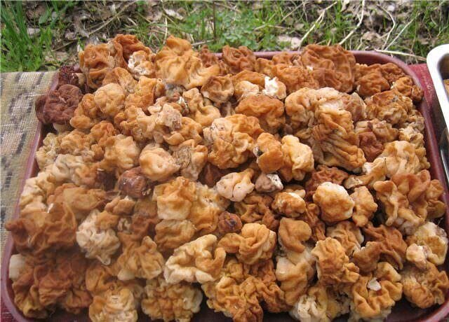 1 весенние грибы. Весенние грибы Подмосковья. Первые грибы весной в Подмосковье. Строчки грибы. Первые грибы строчки.
