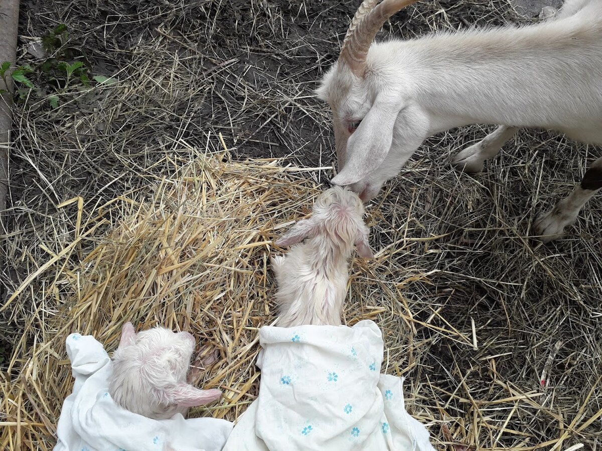 Вот такие чудесные малышки получились
