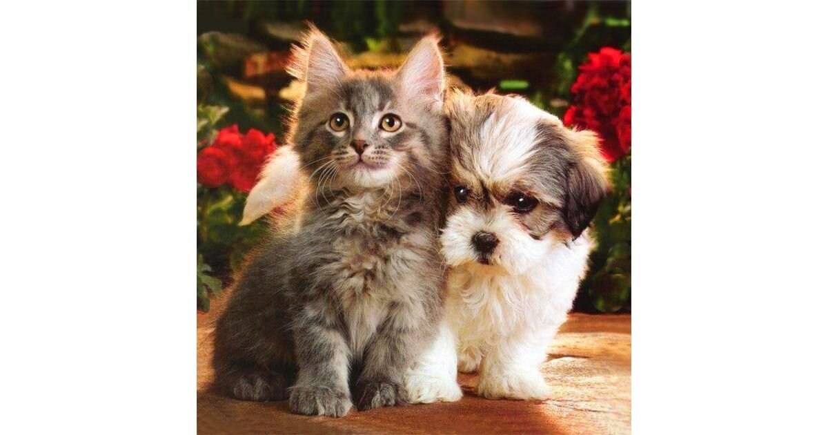приколы, с котами, смешные собаки, кот, кошки 2022,