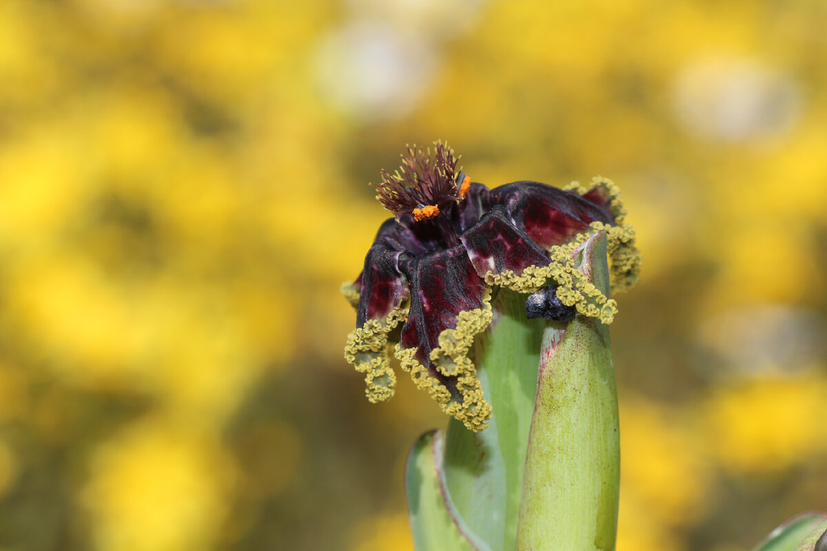 Ferraria crispa