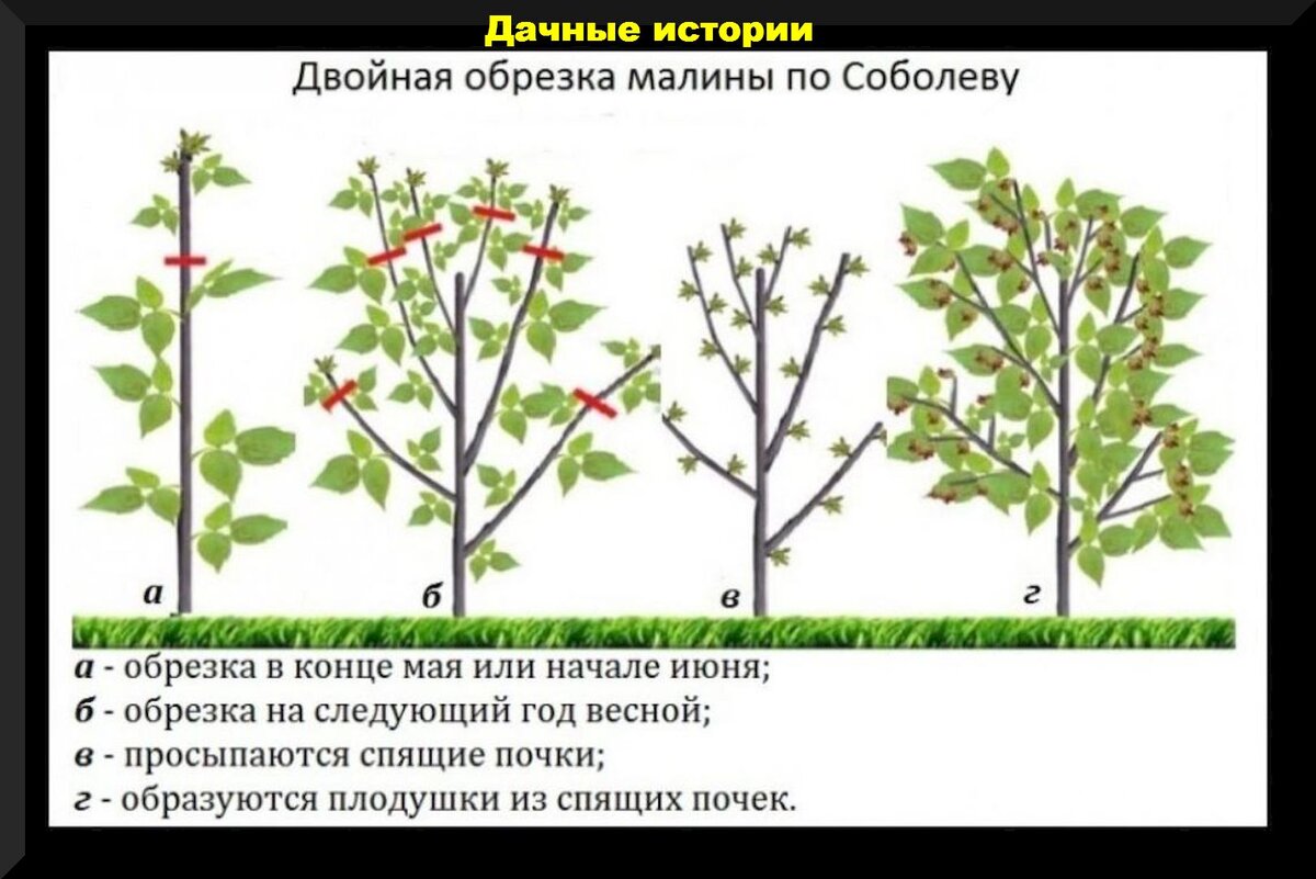 Осенняя обрезка малины