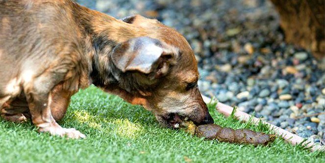 Капрофагия( поедание фикалий)