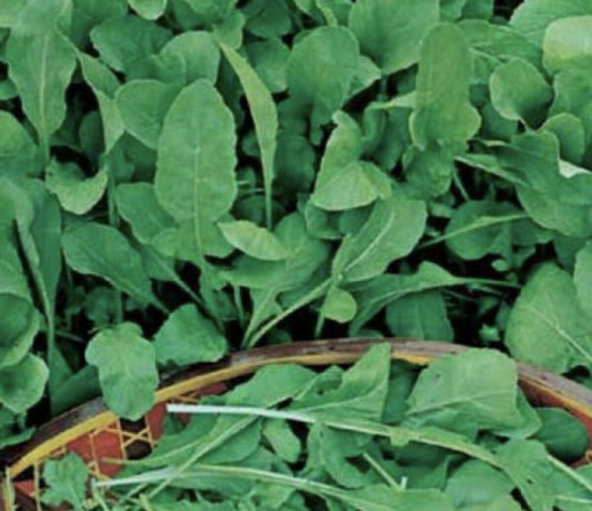 Индау растет на рыхлой почве, формирует куст высотой от 20 до 60 см. Листья у растения обладают специфическим ароматом и своеобразной формой. У некоторых сортов они верхушкой похожи на щавелевые и шпинатные, у других более тонкие и длинные, рассеченные, часто имеются зазубрины разной глубины.