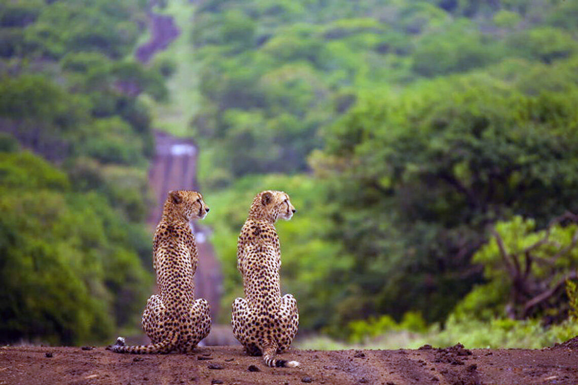 Кошка сразнами глазами. Два одинаковых животных. Котики с разными глазами. Два одинаковых животных. Три котенка.