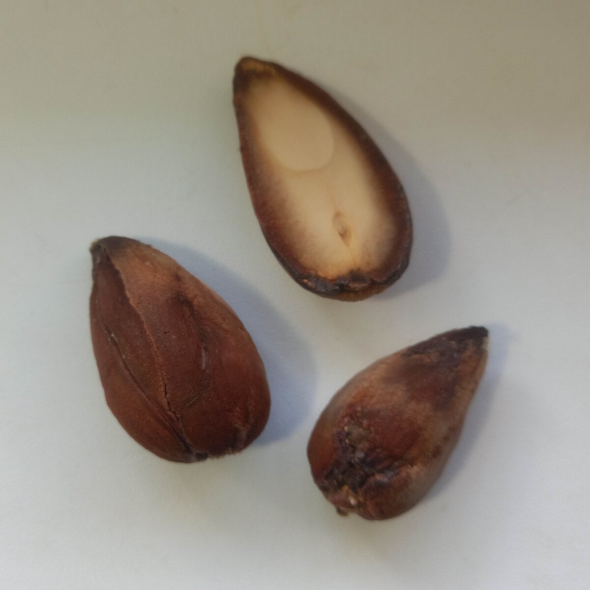 Косточки хранившиеся в холодильнике