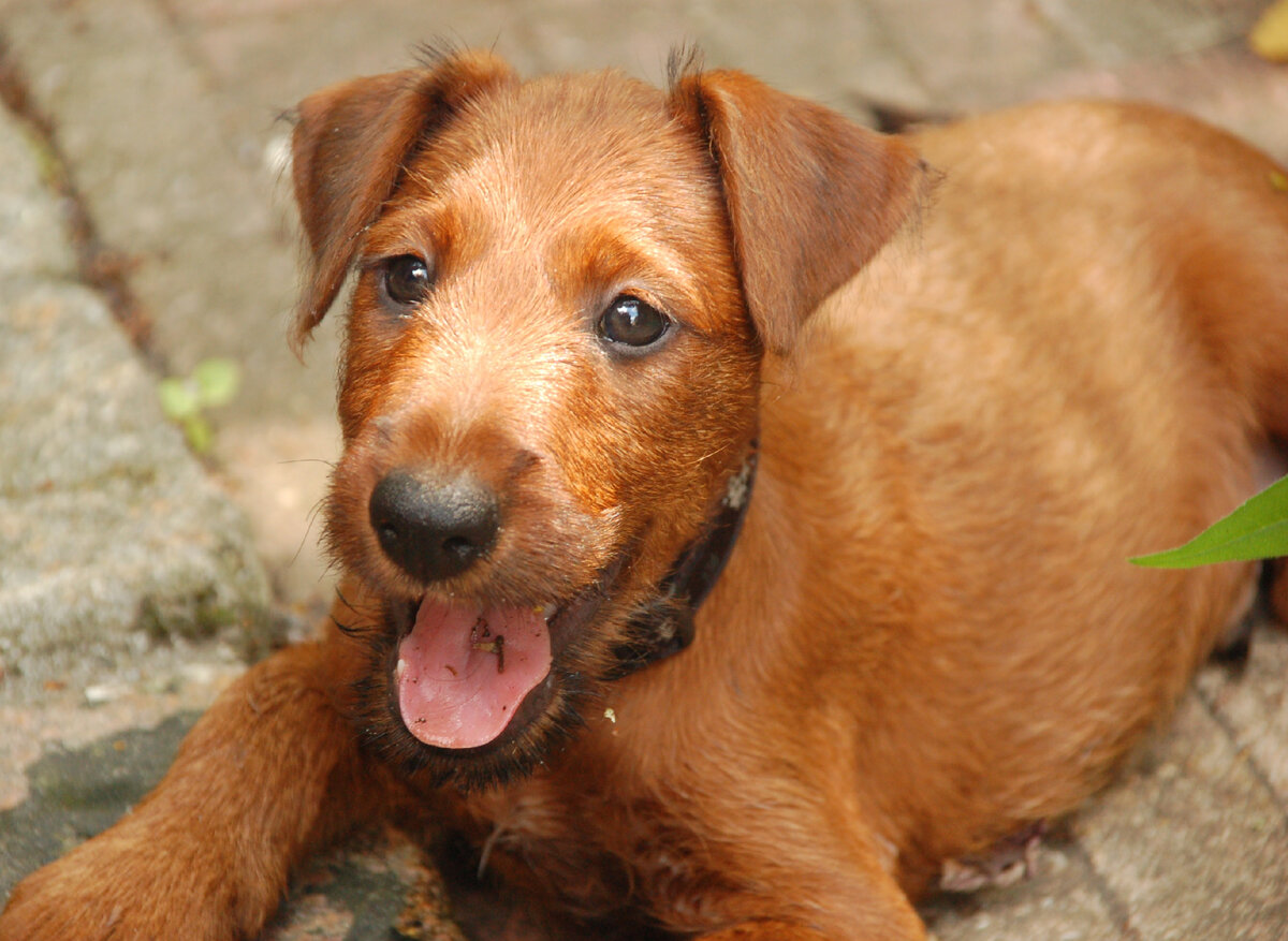 Щеночек ирландского терьера (Фото: https://www.flickr.com/photos/-bas/4763217823/)