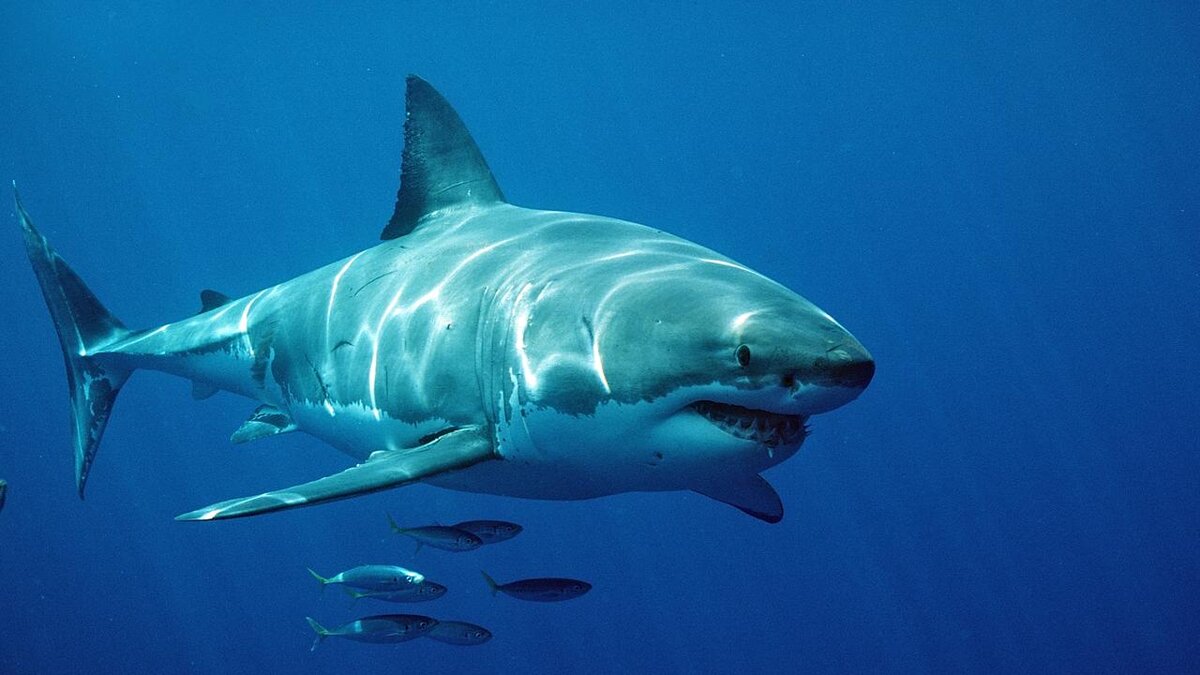 А вот и вероятные виновницы, точнее их далекие потомки: белая и тигровая акулы