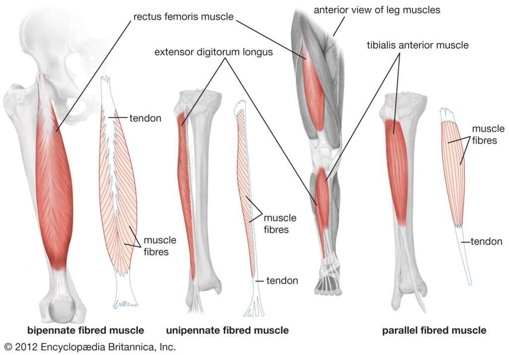 Анатомия четырёхглавой мышцы