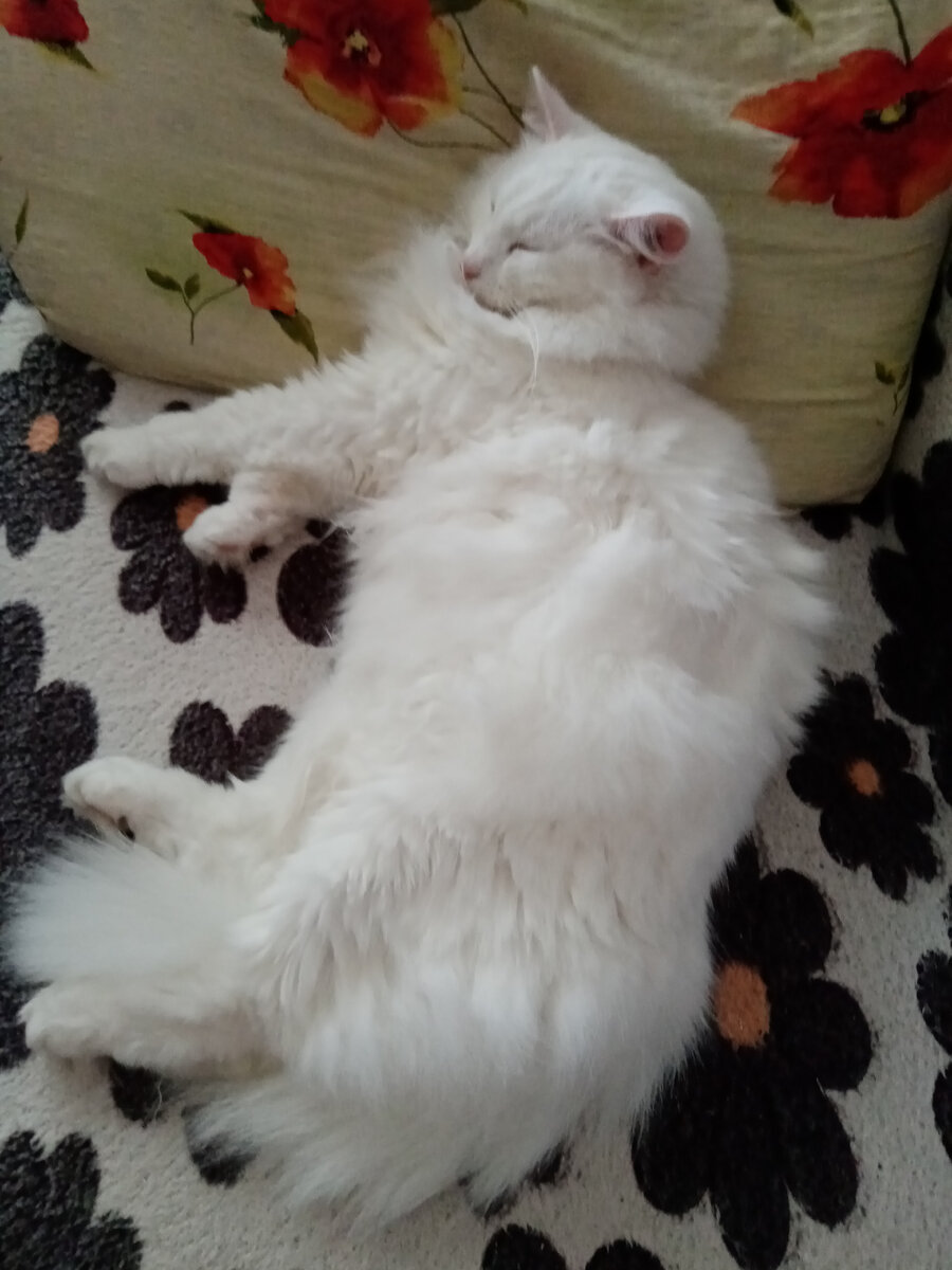 Просто царь))