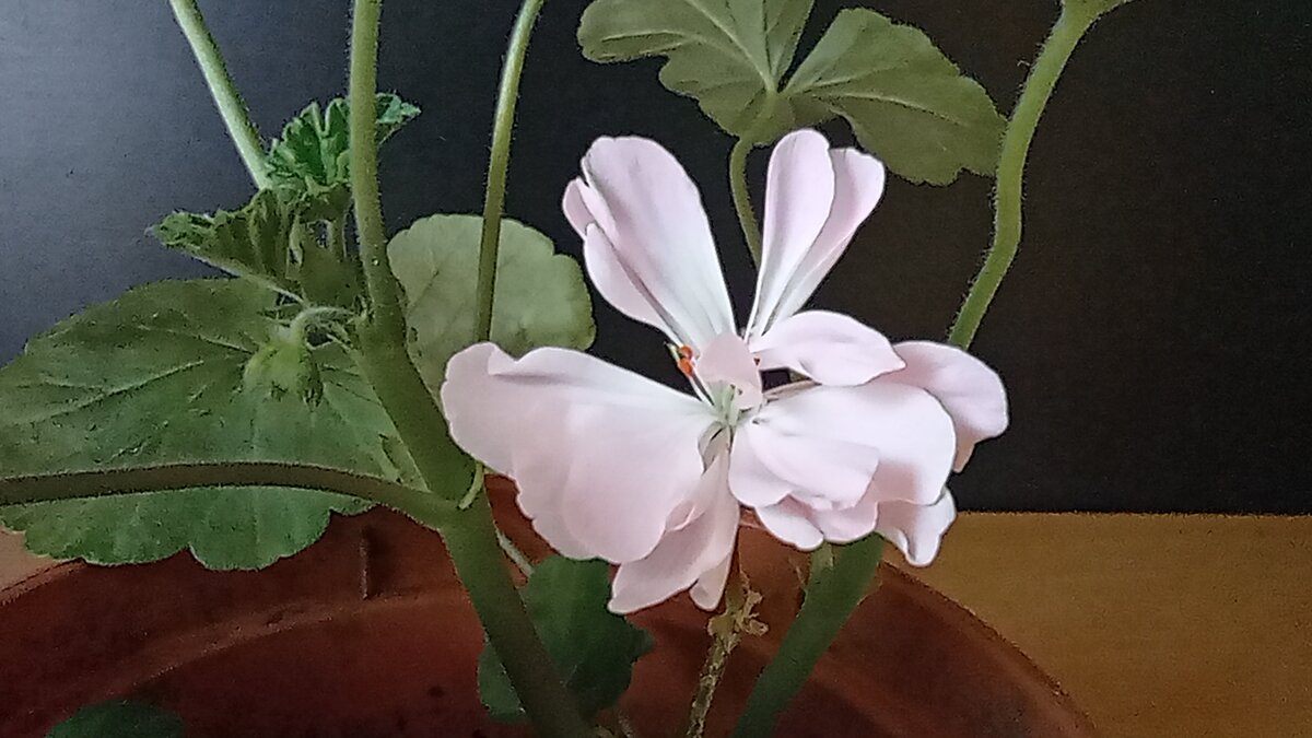 В итоге получится сразу такой кустик