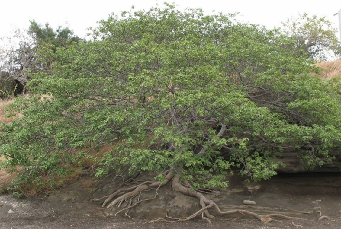 Токсичные деревья. Манцинелла дерево. Дерево смерти манцинелла. Манцинелла ядовитое дерево. Дерево манцинелы (Hippomane mancinella).