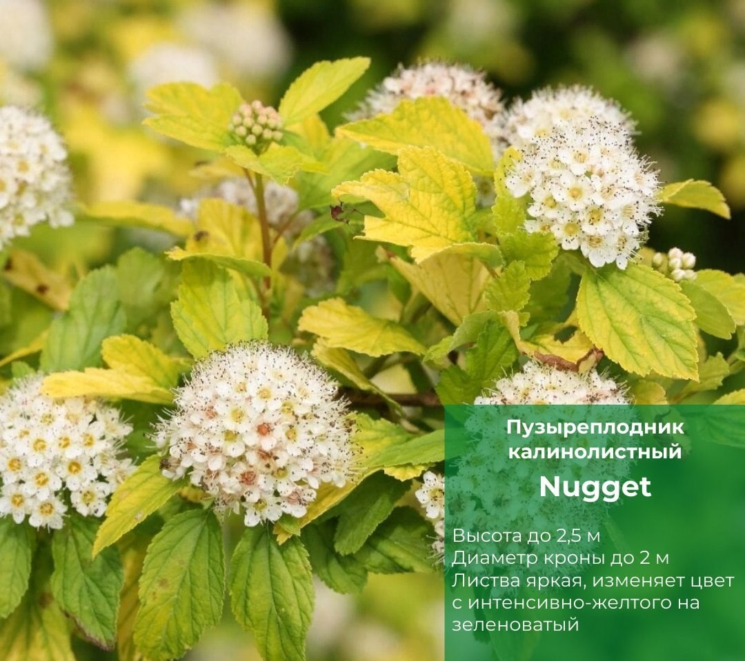 ТОП-5 интересных фактов о пузыреплоднике калинолистном