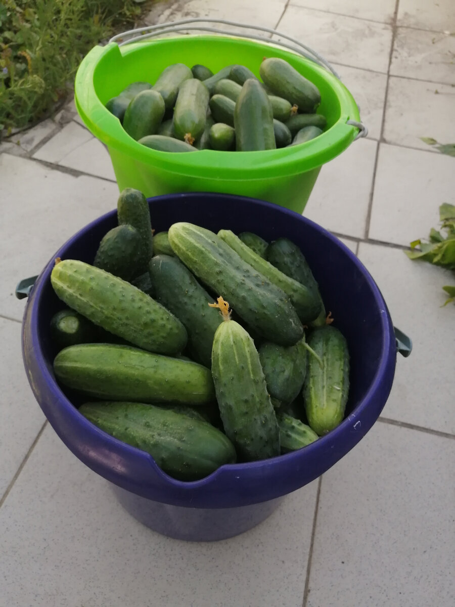 Урожай огурцов после подкормки. 