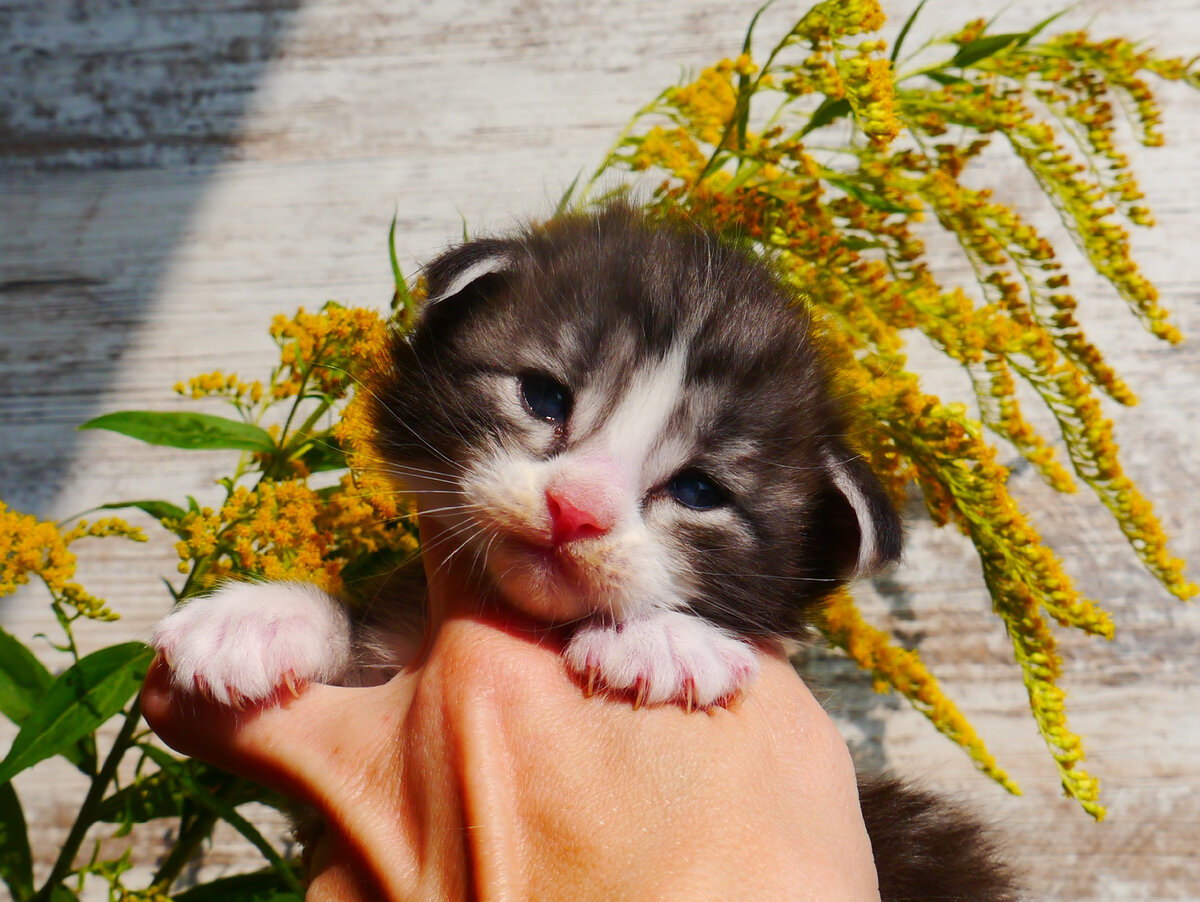 Норвежский лесной котенок Конрад!