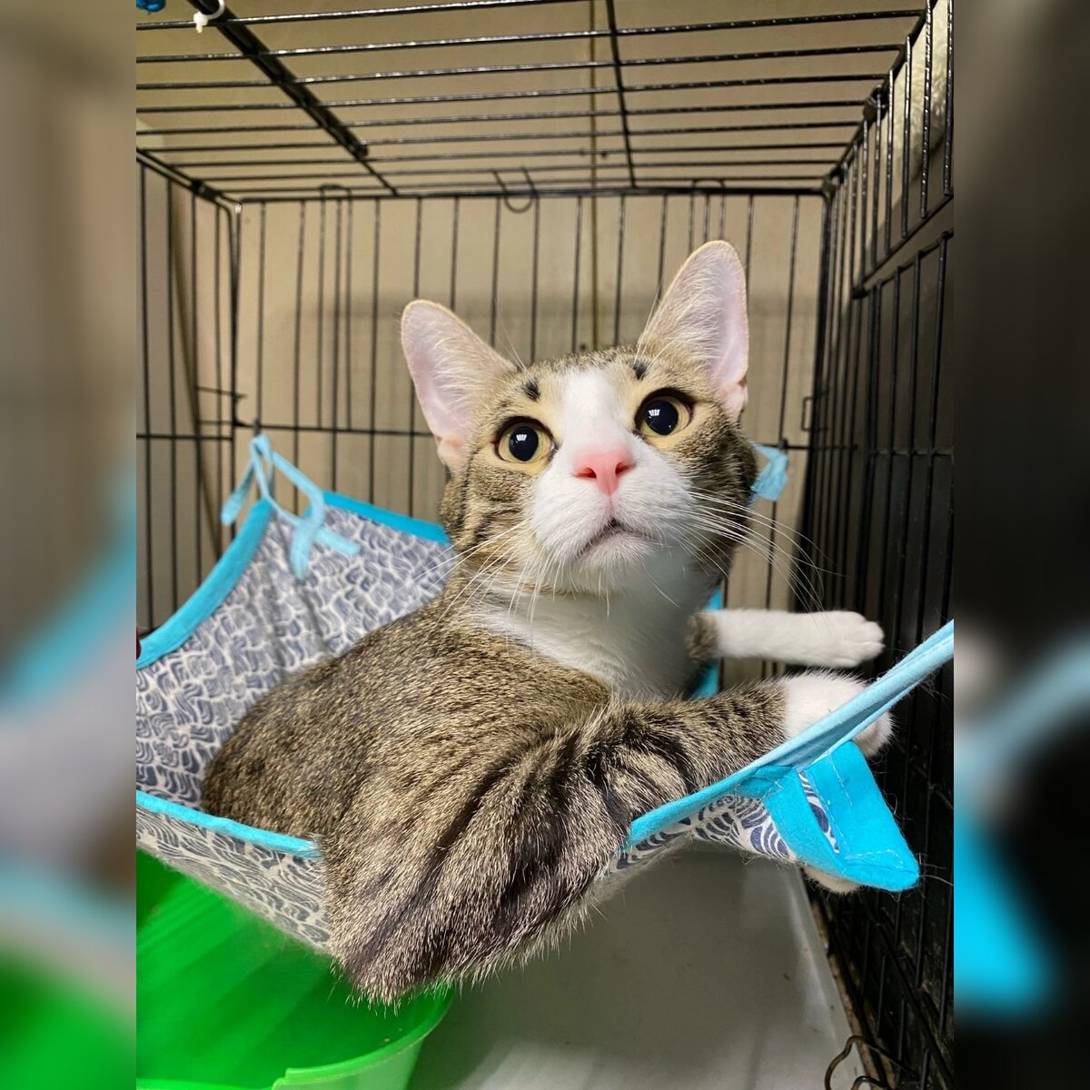 Котик Тимофеич.