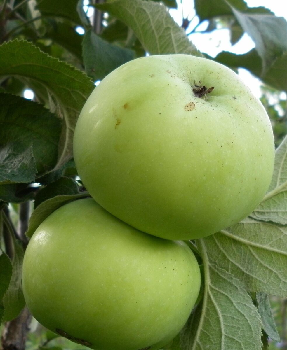 Сорта яблок в сибири фото и названия