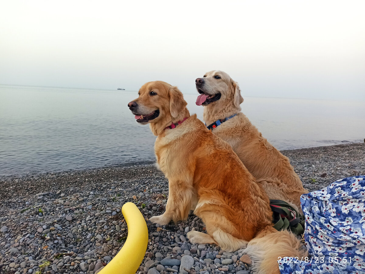 Куба и Ляля считают, что вещи для выездов им не нужны, им и голым хорошо.