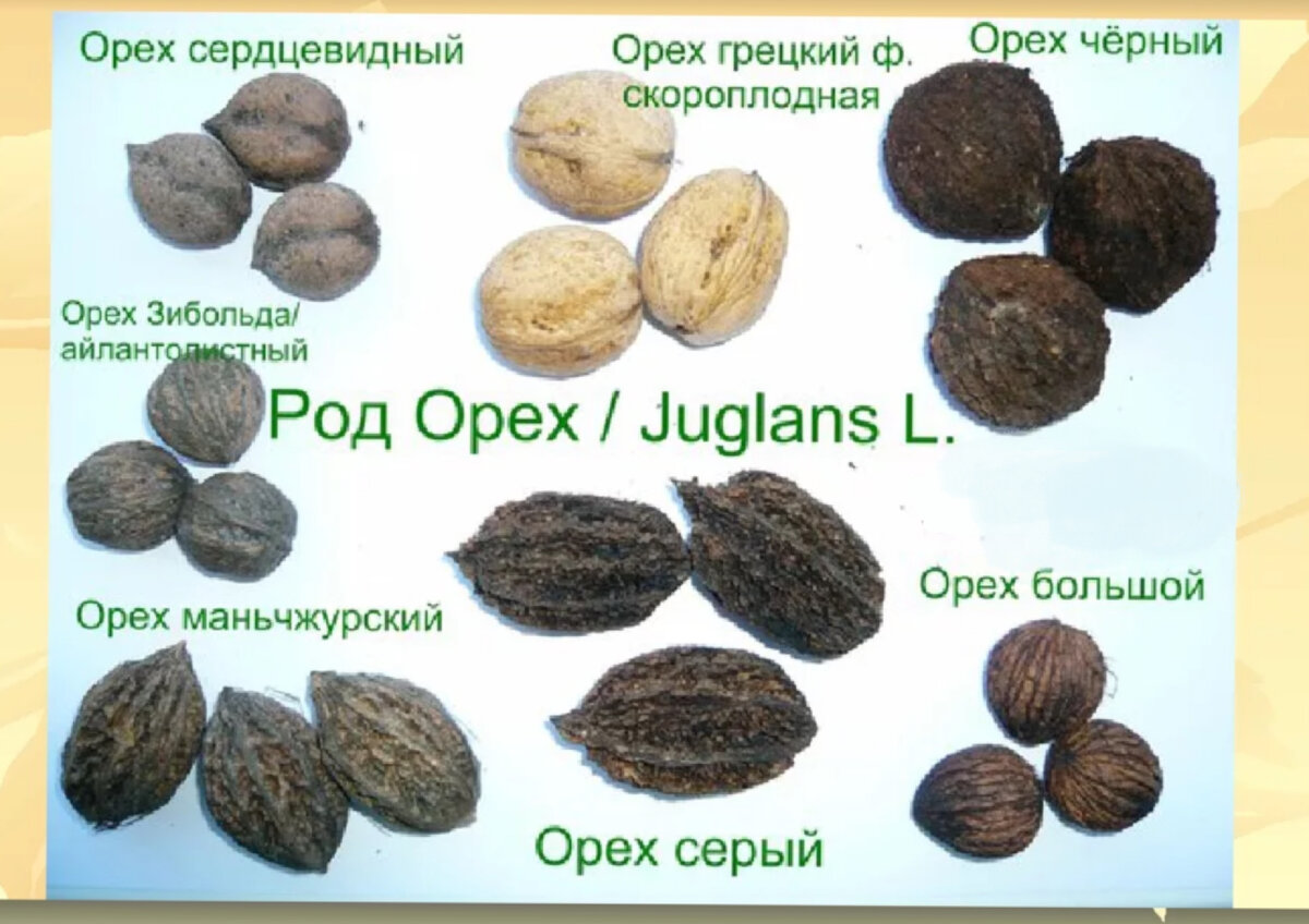 Почему в семенах плодах. Орех маньчжурский серый грецкий. Орех серый и маньчжурский отличия. Отличие маньчжурского ореха от грецкого. Различия серого и маньчжурского ореха.