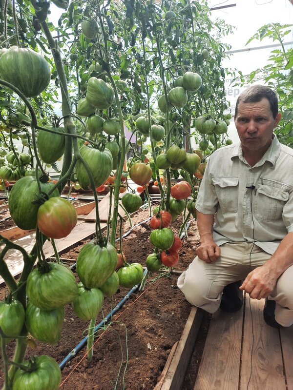 томат алая каравелла. томат алые зори. томат алая заря. томат алая заря. сорт томата алая заря.