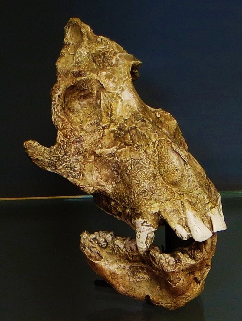 Часть черепа Афропитека