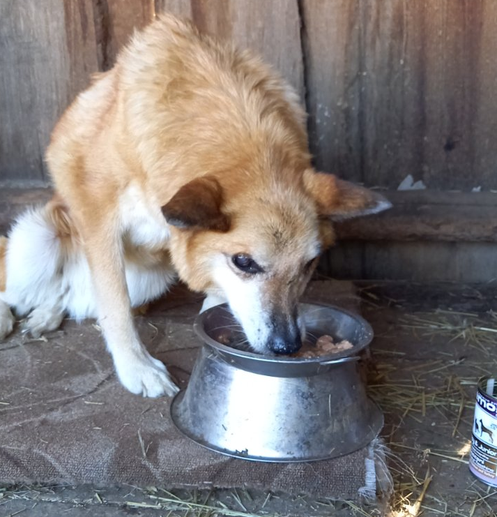 Добрюке очень понравились мясные консервы
