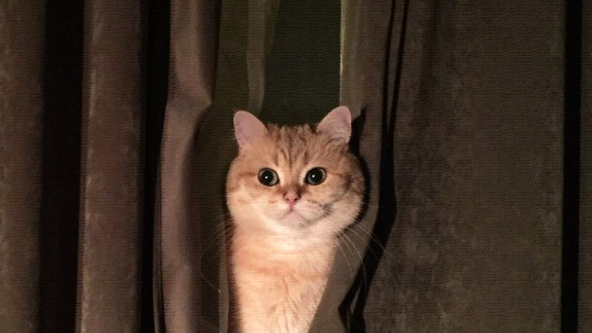 источник фото: pikabu.ru