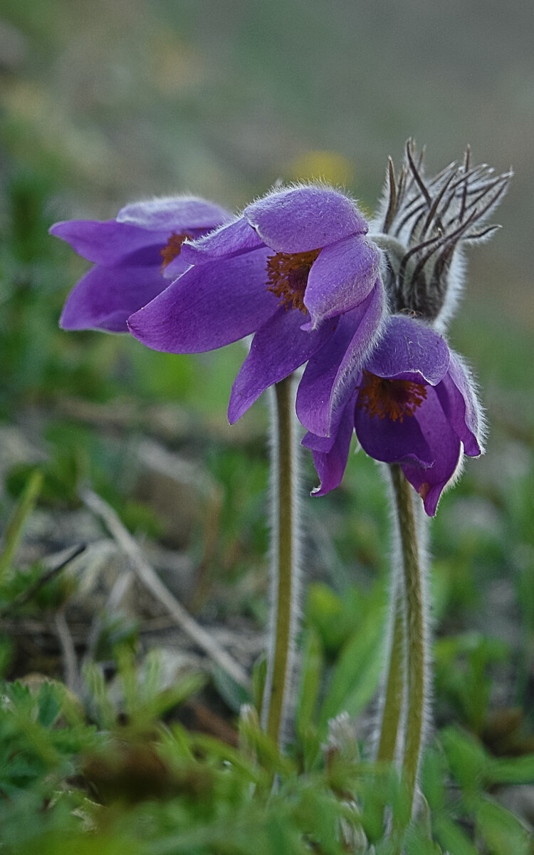 Anemone Pulsatilla С†РІРµС‚РѕРє