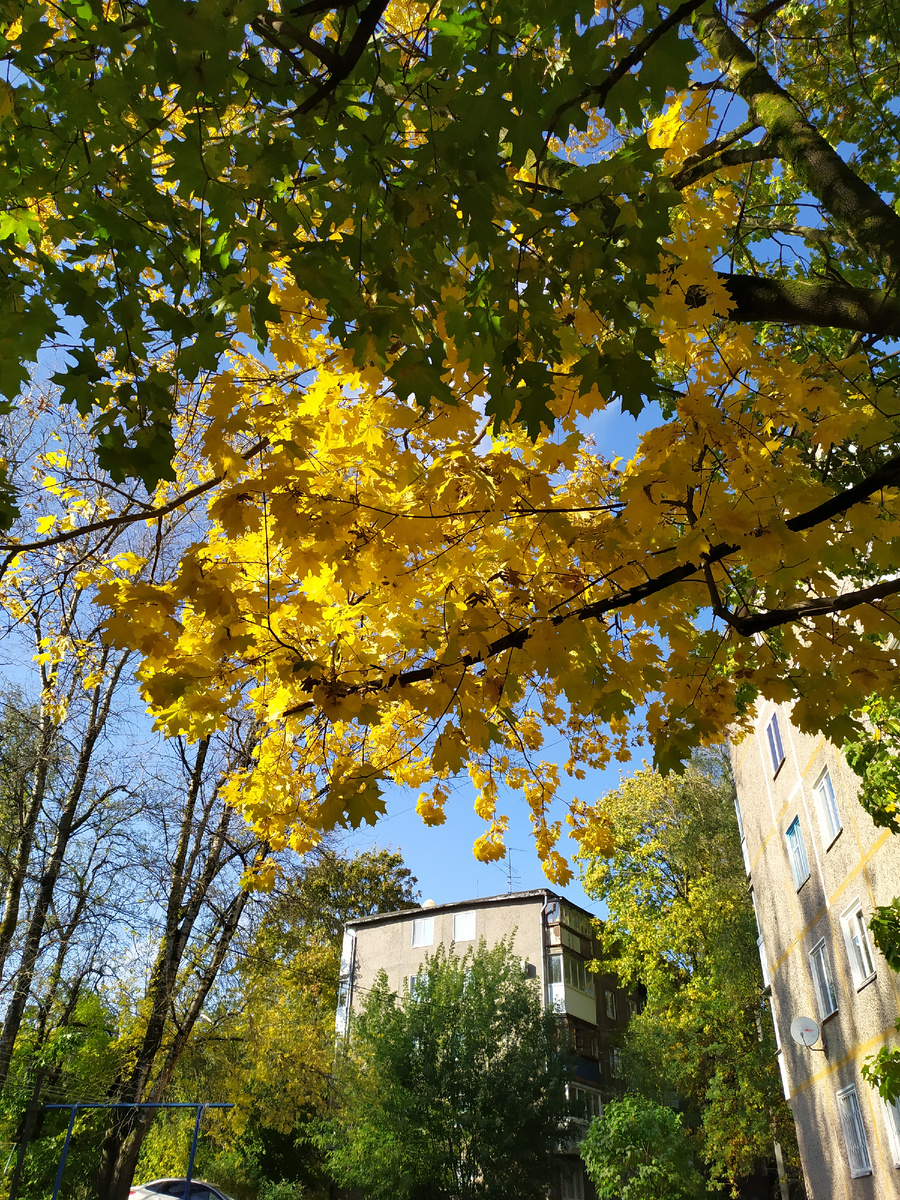 Городские клёны.