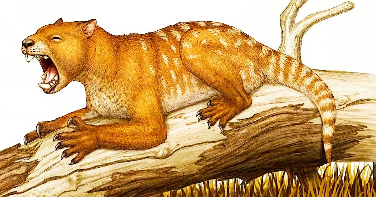 Сумчатый лев «Тилаколео». Австралийский псевдо - лев плейстоцена. Вымершее животное. Факты о животных