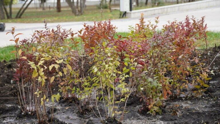    В Оренбурге в парке имени Ленина высадили 470 кустов спиреи Кристина Просвиркина
