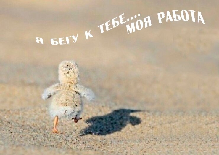 Яндекс картинки 