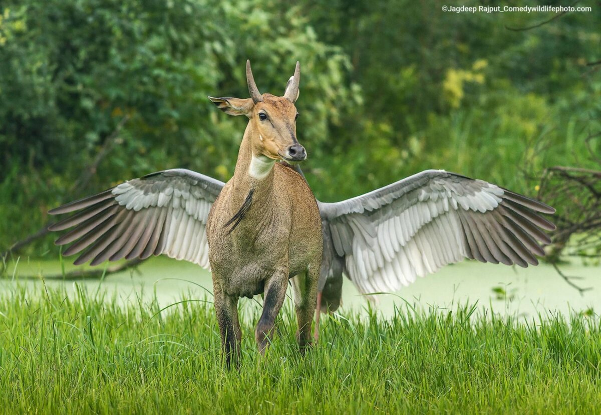 © Jagdeep Rajput.
Финалист Comedy Wildlife Photography Awards’2022