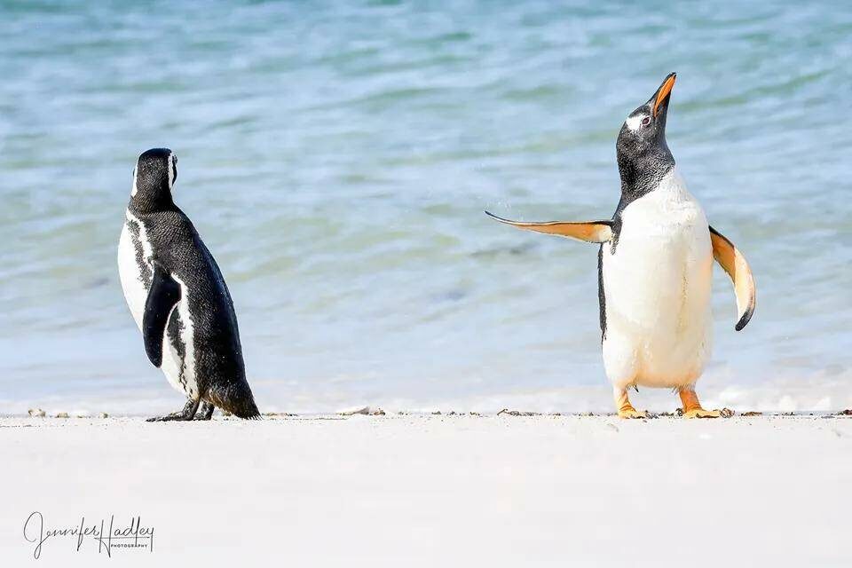    comedywildlifephoto.com