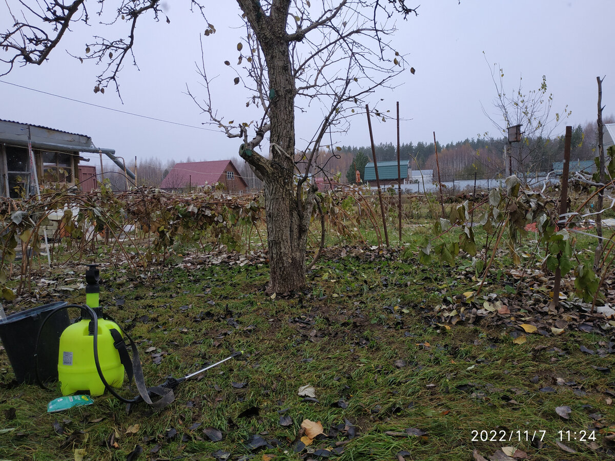 Начинаю обработку железным купоросом.