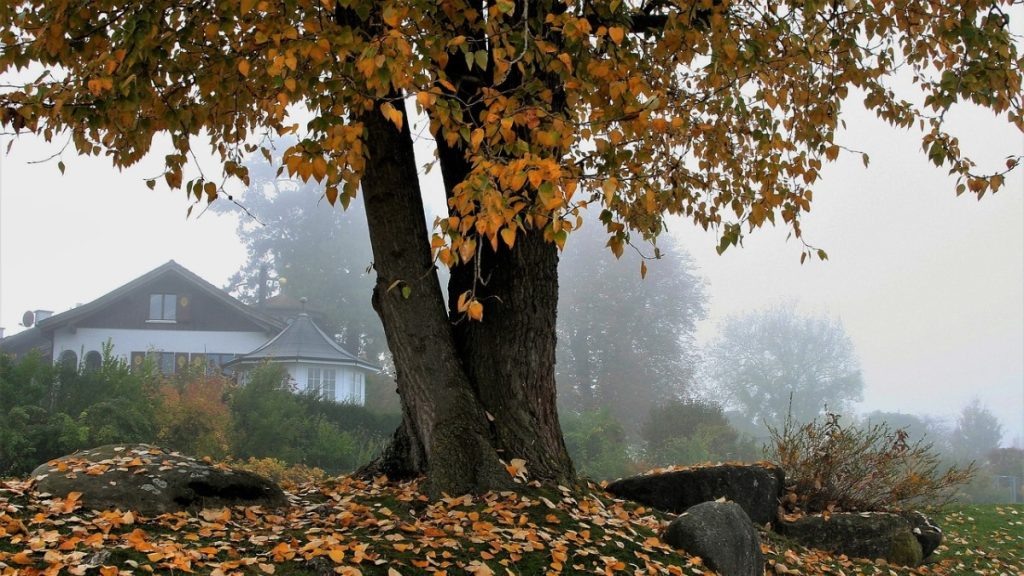    Фото: Pixabay Милана Соболевская