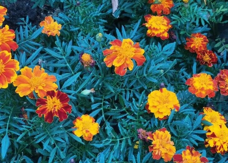    Какие цветы посадить на даче для повышения урожайности культур - 5 важных советов