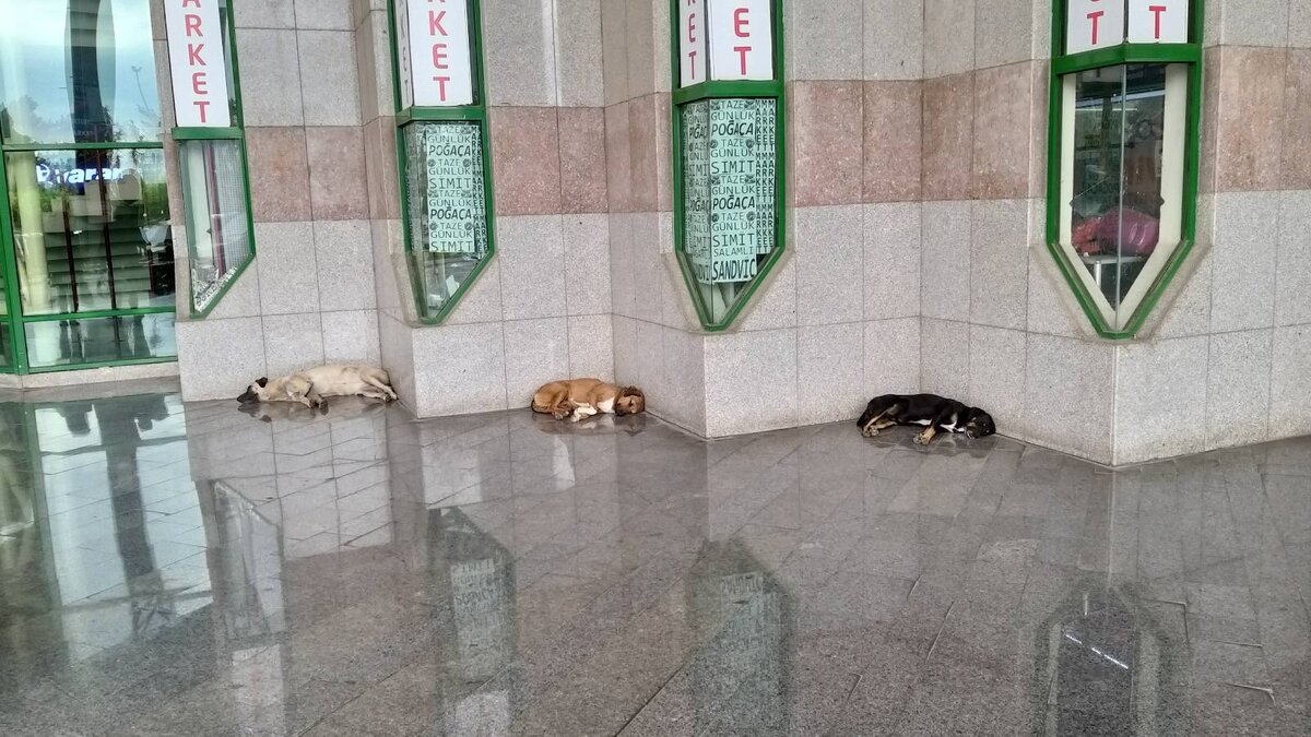 А какая цель у этих турецких собачек?